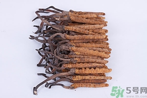冬蟲夏草真假怎么鑒別？冬蟲夏草怎么吃效果最好？