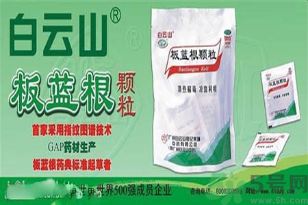 感冒了吃板藍(lán)根有效嗎？感冒了吃板藍(lán)根有用嗎？
