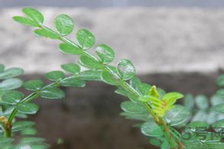 驅(qū)蚊草可以驅(qū)蚊嗎？驅(qū)蚊草有用嗎？