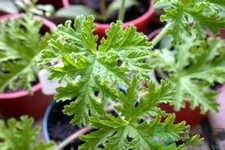 驅(qū)蚊草孕婦可以聞嗎？驅(qū)蚊草對孕婦有害嗎？
