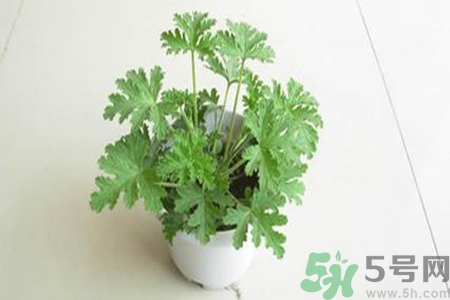 驅(qū)蚊草孕婦可以聞嗎？驅(qū)蚊草對(duì)孕婦有害嗎？