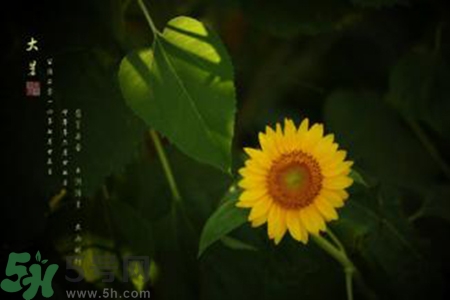 大暑吃什么水果？大暑吃什么水果養(yǎng)生？