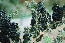 黑枸杞小孩可以吃嗎？黑枸杞小孩吃有什么好處？