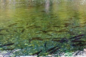 洪水里的魚能吃嗎？洪水里的魚可不可以吃？