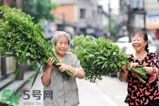 夏天可以用艾草驅(qū)蚊嗎？夏天可不可以用艾草驅(qū)蚊？
