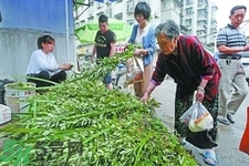 夏天可以用艾草驅(qū)蚊嗎？夏天可不可以用艾草驅(qū)蚊？
