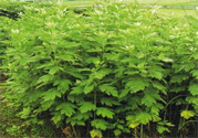 夏天可以用艾草驅(qū)蚊嗎？夏天可不可以用艾草驅(qū)蚊？