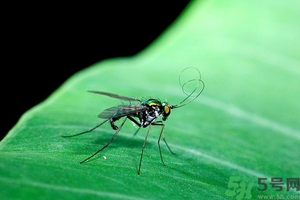 小飛蟲怎么消滅？小飛蟲怎么生出來的？