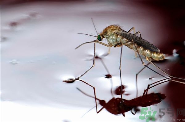 蚊子叮的癢怎么辦？蚊子叮的大包怎么辦？