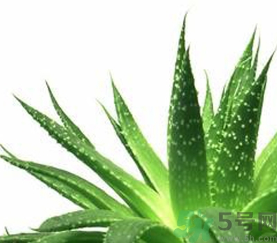 蘆薈膠會堵塞毛孔嗎？蘆薈膠應(yīng)該怎么用？