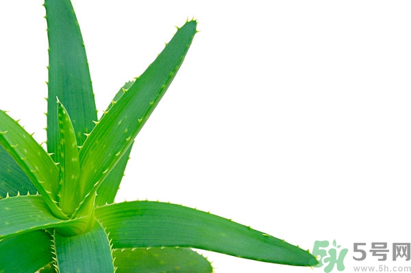 蘆薈能去斑嗎？蘆薈膠會使皮膚變黑嗎？