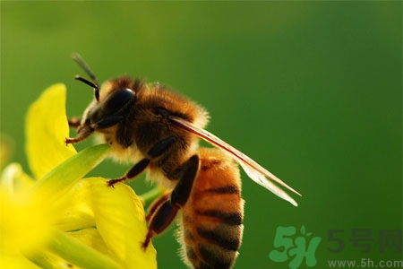 被蜜蜂蟄了怎么辦？被蜜蜂蟄了如何處理？