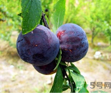 孕婦可以吃黑布林嗎？孕婦吃黑布林的好處？
