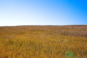 立秋為什么要吃西瓜？立秋吃羊肉好嗎？