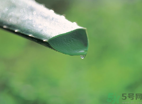 蘆薈能治痱子嗎？長痱子用什么藥？