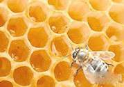 蜂膠什么時(shí)候吃最好？蜂膠吃多久才有效？
