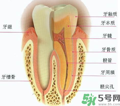 牙齒根管治療多少錢？根管治療一顆要多少錢？