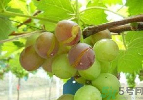 葡萄是幾月份的水果？葡萄什么時(shí)候上市？