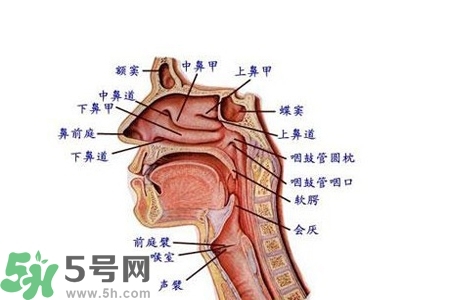 慢性咽炎的發(fā)病因素？慢性咽炎的并發(fā)癥有哪些？