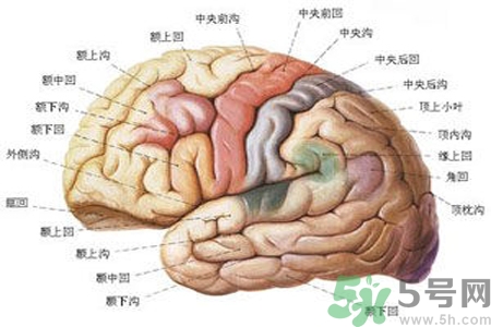 腦出血的治療方法是什么？腦出血可以用哪些藥物治療？