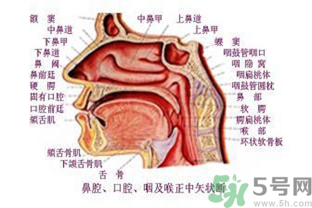 鼻咽癌的日常措施是什么？鼻咽癌注意的飲食有哪些？
