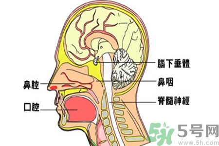 鼻咽癌的治療方法是什么？鼻咽癌可以用什么藥物治療？