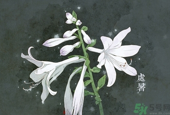 處暑吃什么水果？處暑養(yǎng)生水果推薦