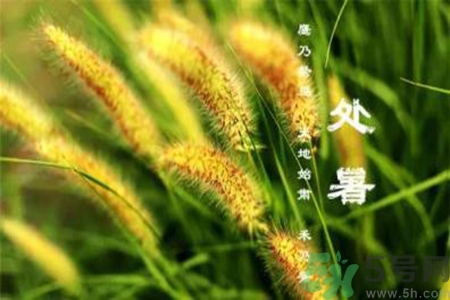處暑出生的人怎么取名？處暑出生的人的命運？