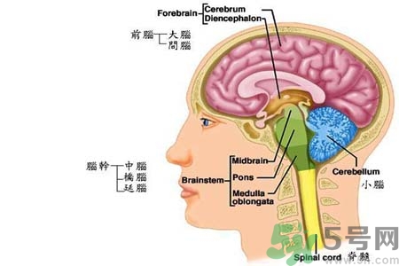 帕金森的易發(fā)人群有哪些？如何預(yù)防帕金森？