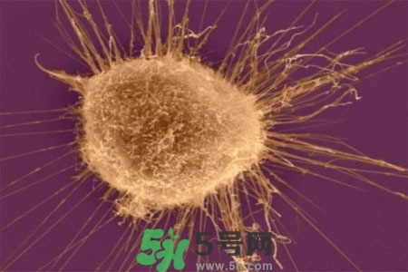不宜過多食用辣椒的人群有哪些？夏天吃辣椒的好處有哪些？