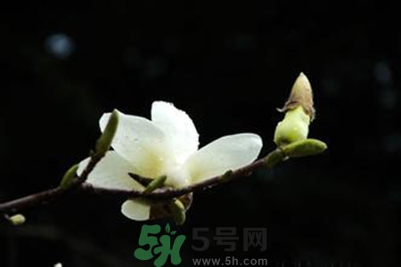 優(yōu)曇花是什么花？優(yōu)曇花現(xiàn)實中有嗎？