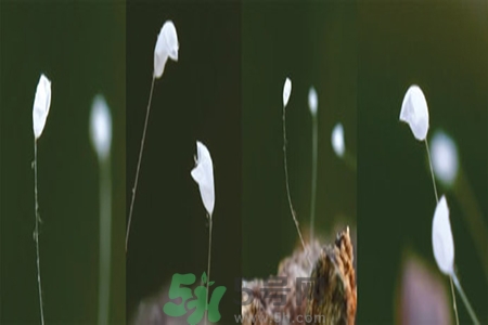 優(yōu)曇花是什么花？優(yōu)曇花現(xiàn)實中有嗎？