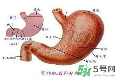 哪些食物幫你在酒后保養(yǎng)胃部？養(yǎng)胃護(hù)胃的誤區(qū)是什么？