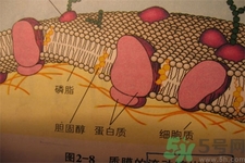 膽固醇對(duì)人體有傷害嗎？膽固醇是什么？