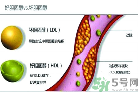 人體中的膽固醇分好壞嗎？如何區(qū)分膽固醇的好壞？