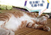 秋乏是什么原因？秋乏怎么辦？