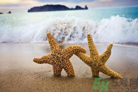 海星可以離開水嗎？海星離開水還可以活多久？