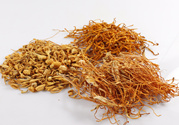孕婦可以吃蟲(chóng)草花嗎?孕婦吃蟲(chóng)草花對(duì)胎兒的好處