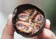 羅漢果可以治療慢性咽炎嗎？慢性咽炎中藥藥方推薦