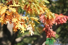 秋老虎如何謹防皮膚??？秋老虎如何預(yù)防皮膚病？