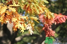 秋天換季病有哪些？秋天該如何保健養(yǎng)生呢？