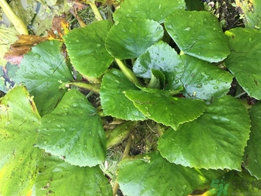 菱角和豬肉能一起吃嗎？菱角和什么不能一起吃？