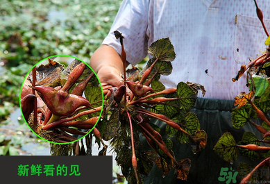 菱角是發(fā)物嗎？菱角是寒性的嗎？