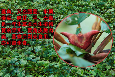 菱角是發(fā)物嗎？菱角是寒性的嗎？