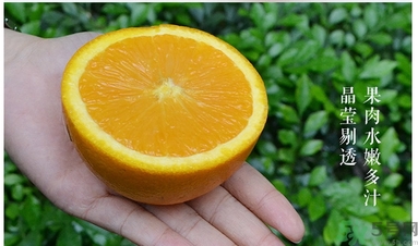 新奇士橙什么人不能吃？新奇士橙的禁忌
