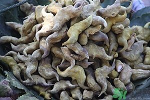 菱角是什么？菱角是什么季節(jié)成熟的？