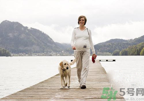 孕婦可以和狗狗在一起嗎？孕婦和狗狗接觸好不好？