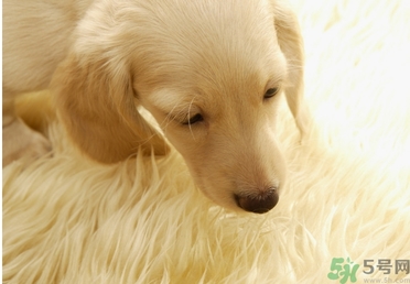 孕婦可以和狗狗在一起嗎？孕婦和狗狗接觸好不好？