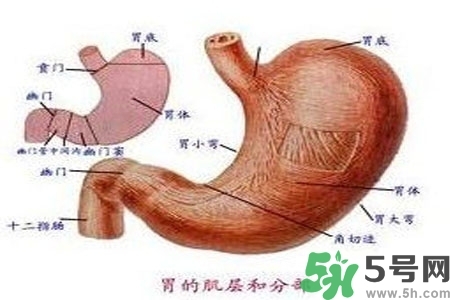 急性腸胃炎哪些食物不可以吃？急性腸胃炎不能吃的水果有？