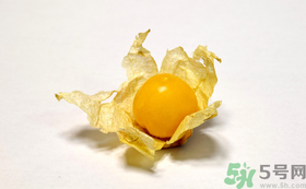 姑娘果的營(yíng)養(yǎng)價(jià)值有哪些？姑娘果的功效與作用